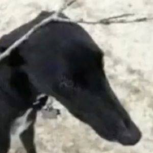 Meet your Posher, Nika